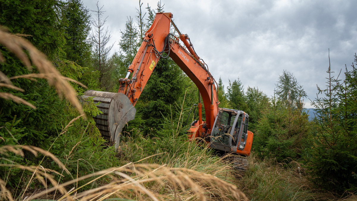Why is water returning to the Beskydy forests? We went to find out