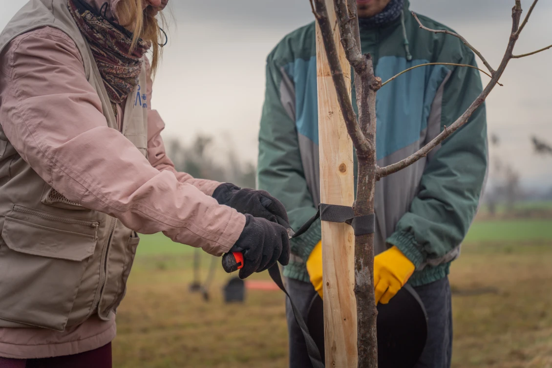 Tree care has its own rules right from the moment of planting. 
