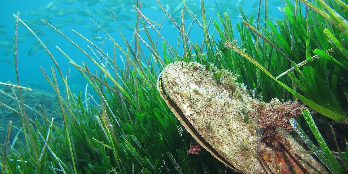 Dohoda o biodiverzitě volného moře: úspěch mezinárodních vyjednávání významný i pro Česko