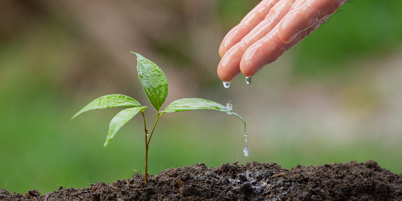 Sázení není samospásné, je třeba především chránit stávající stromy a lesy, upozorňují organizace Klimatické koalice
