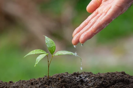 Sázení není samospásné, je třeba především chránit stávající stromy a lesy, upozorňují organizace Klimatické koalice