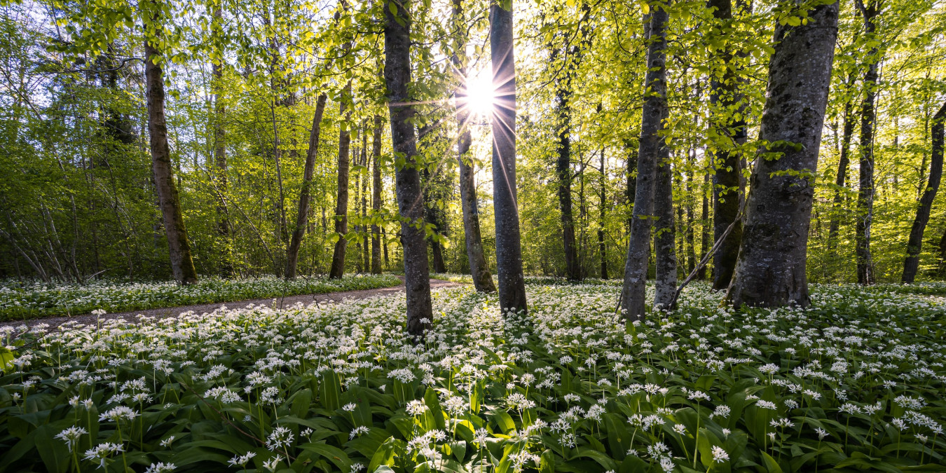 Think the Czech landscape is healthy? Think again! 