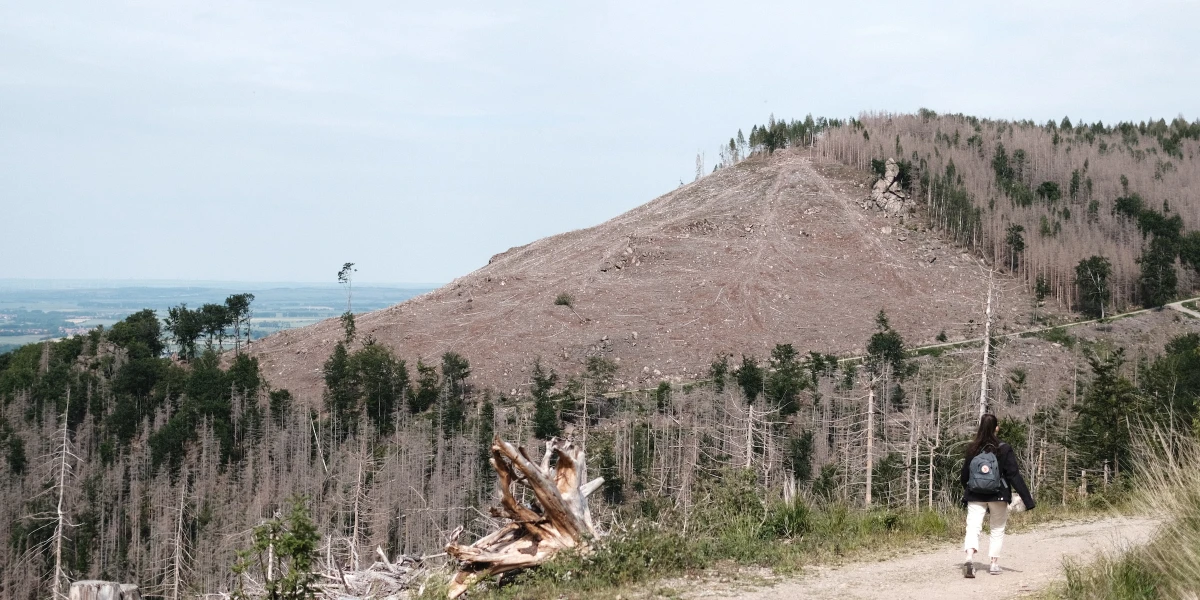 On World Tree Day, Let's see how the trees in our forests are doing!