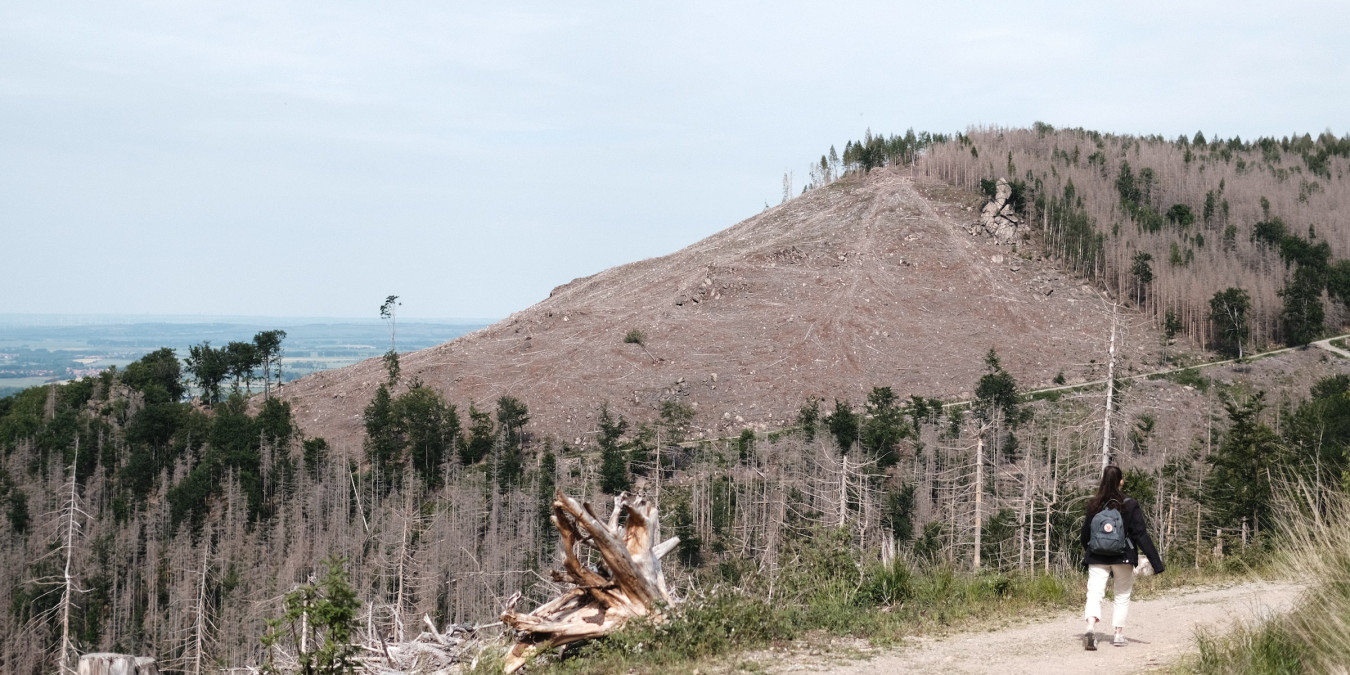 On World Tree Day, Let's see how the trees in our forests are doing!