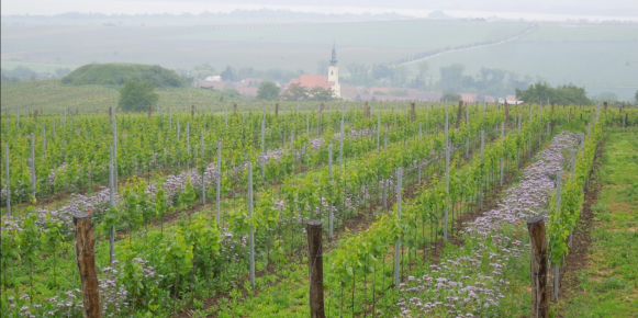 Spouštíme nový projekt na podporu udržitelného zemědělství v Česku