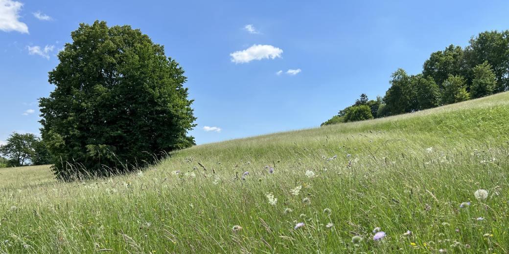 Chcete vysadit novou zeleň? Nenechte si uniknout dotace!