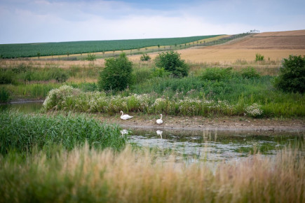 Zveme vás na exkurzi: Dobré příklady adaptace jihomoravských obcí na změnu klimatu