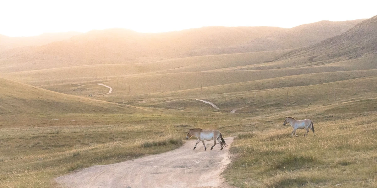 Mongolské safari: Jak s námi reportéři Aktuálně.cz na divokém východě pozorovali 