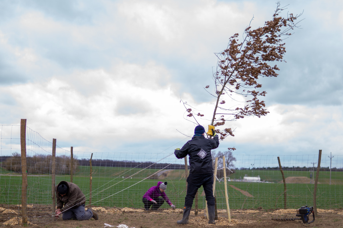 Dolní Bojanovice a pomoc s obnovou po tornádu i obnovou přírody