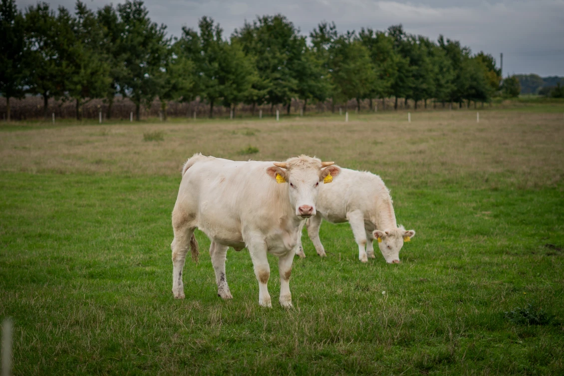 Plemeno charolais pochází z Francie a chová se zejména na maso.