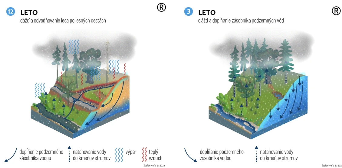What effect do compacted forest roads have on rainwater evaporation? 